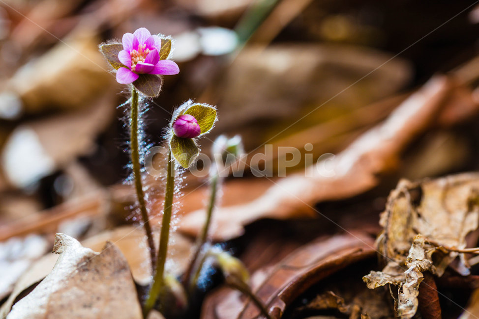 야생화,노루귀,봄꽃,청노루귀,flower,식물,자연,plants,nature,꽃,flower