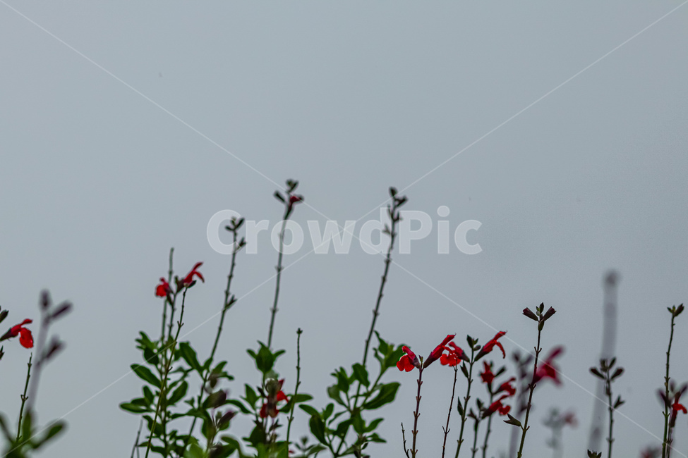 꽃,자연,식물,잎,하늘,식물,자연,plants,nature