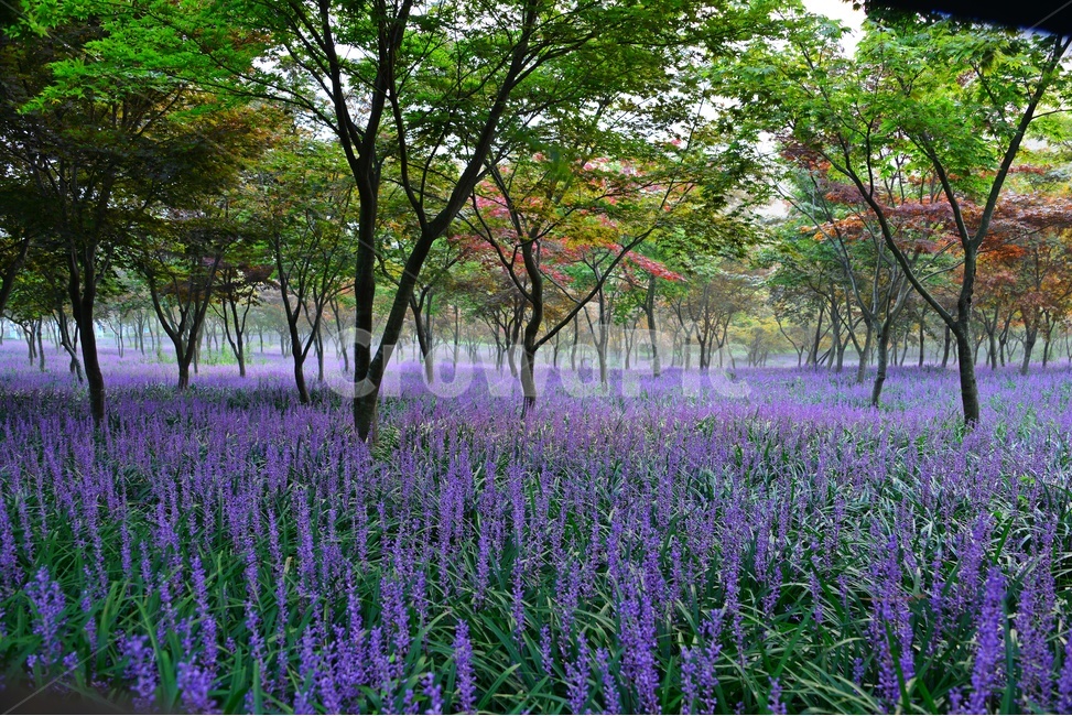 flower,blossom,꽃,tree,나무,plant,식물,forest,숲,nature,자연,woodland,삼림지,vegetation,초목,outdoors,옥외,화순,만연산,산림공원,맥문동,맥문동꽃,맥문동군락지