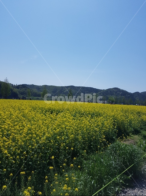 유채꽃,노란꽃,하늘,산,나무