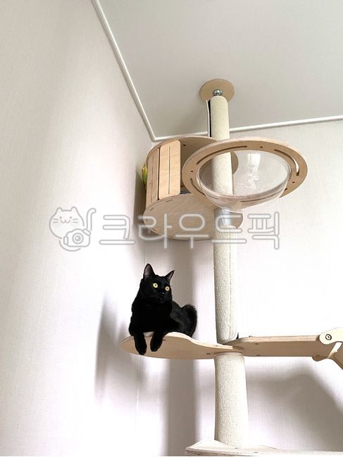 Korean shorthair,cat,black cat,pet,pet,cat tower,blackcat,kitty,cattower,staring,stare,room,indoorcat,indoor,koreanshorthair,shorthair,black,fluffy,paws,fur,house cat