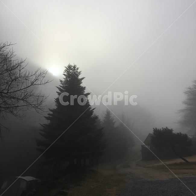 새벽안개,자연풍경,안개,새벽,운치,소나무,그림자,감성사진