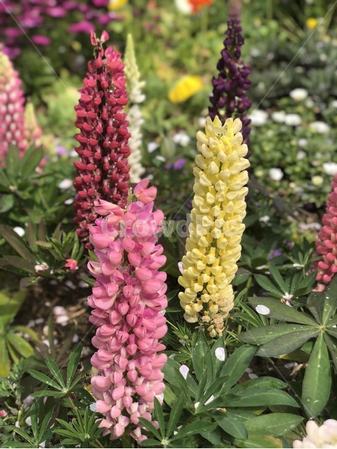 꽃,루핀,lupinus,루피너스,루핀꽃