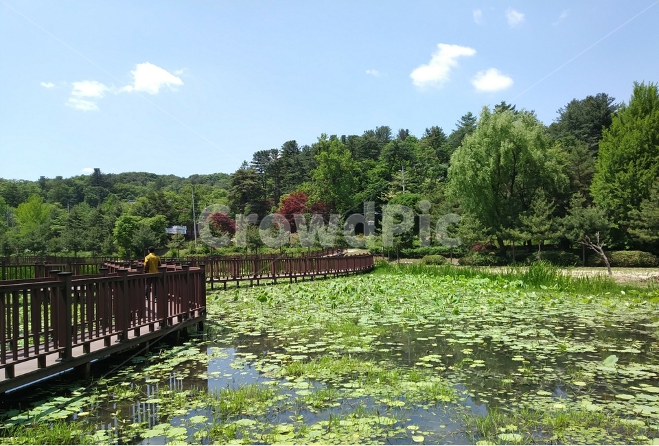 하늘,맑음,나무,푸르른,연못,연꽃,힐링,자연,풍경,nature,landscape,한국자연풍경,한국자연경관,korea nature landscape,water,물,outdoors,옥외,land,땅