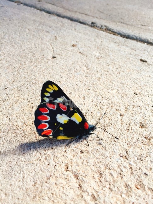나비,야생나비,호주,알록달록,봄,동물,animal,곤충,벌레,insect,bug