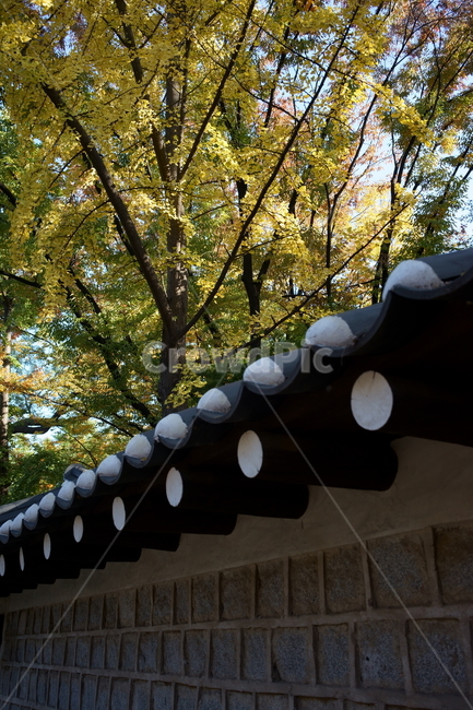 가을,궁궐,낙엽,기와,전통,단풍,koreatraditional,koreapalace,autumn,koreaautumn,autumnleaves,nature,colorful