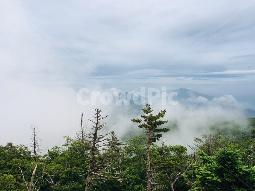 등산,발왕산,강원도,풍경,나무,자연,여름,한국자연풍경,구름,산,경관,하늘,평창,경치,한국자연경관,여름풍경
