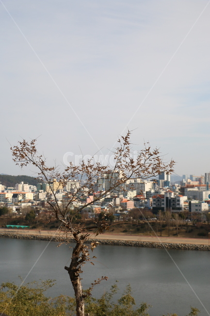 겨울꽃,꽃,나무,계절,한송이,도시,풍경,city,landscape,한국도시풍경,한국도시경관,korea cityscape