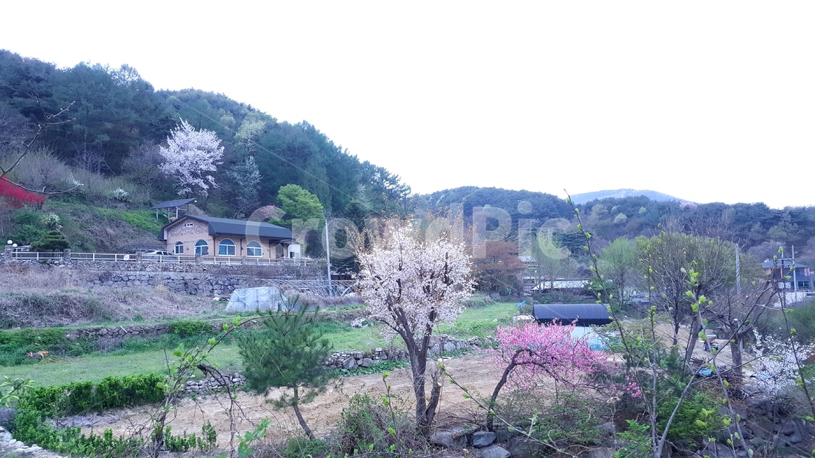 봄,꽃,자연,봄꽃,풍경,봄이오는풍경,계곡,계룡산,상신리,spring,flower,자연,풍경,nature,landscape,plant,식물