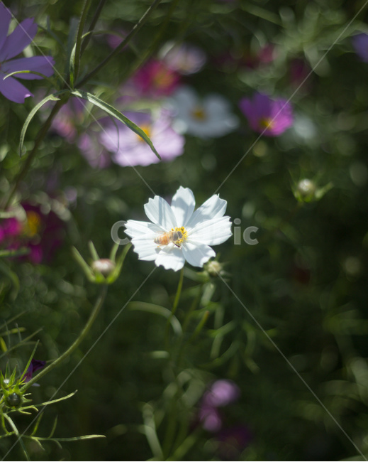 가을,꽃,코스모스,공원,하늘공원,가을,계절,fall,autumn,season,식물,자연,plants,nature,꽃,flower,plant