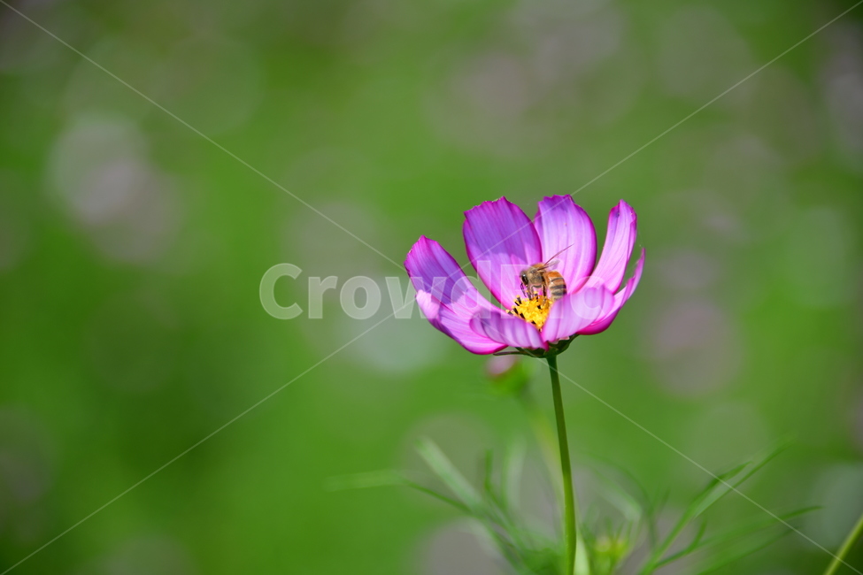 코스모스,꽃,가을,식물,자연,plant,flower,식물,자연,plants,nature,꽃,flower