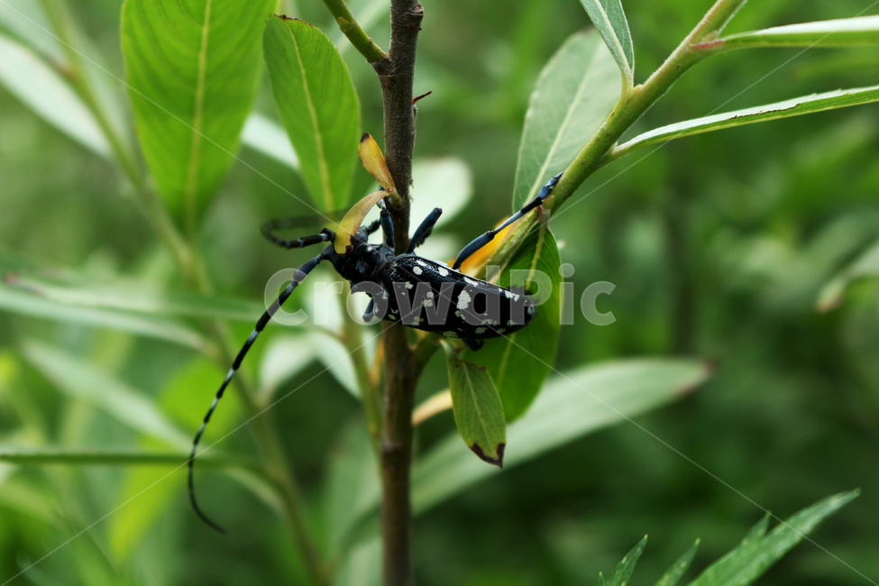 plant,leaf,나뭇잎,식물,벌레,곤충,벌레,insect,bug