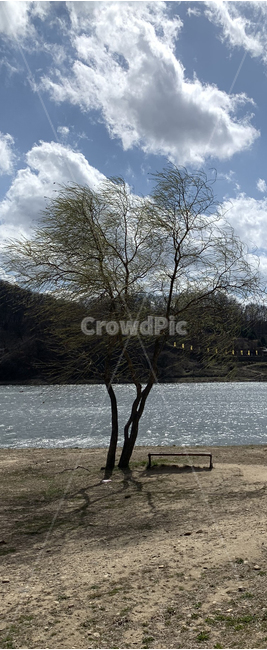 나무,tree,하늘,구름,sky,자연,nature,강