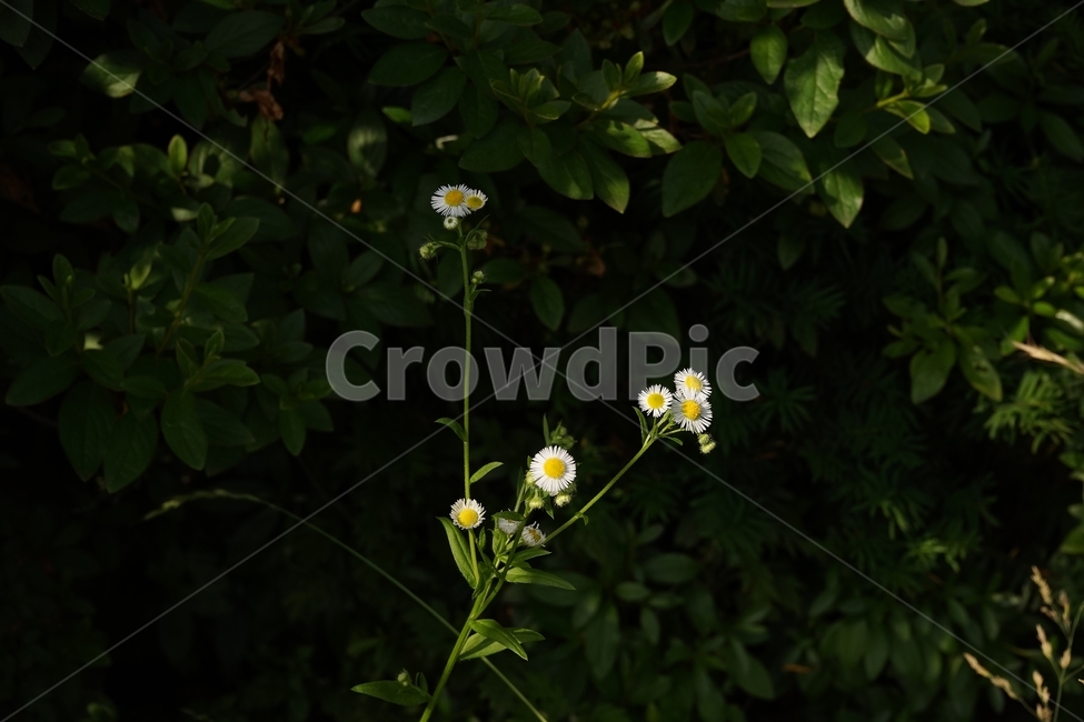 개망초,계란꽃,데이지,귀여움,자연,식물,꽃,fleabane,daisy,plant,flower,floral,cute,beautiful,식물,자연,plants,nature,꽃,flower