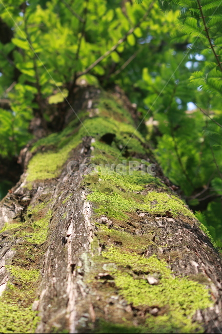 자연,메타세콰이어,나무,이끼,숲,나무기둥,햇살,아침,식물,자연,plants,nature,나무,trees,wood