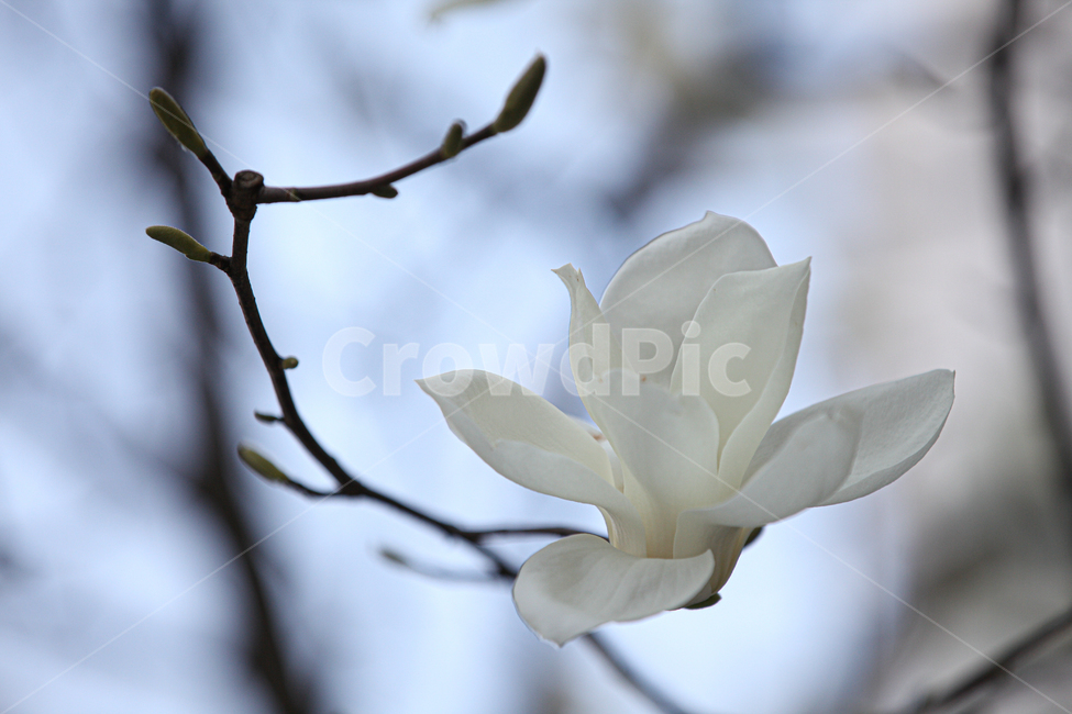 plant,flower,blossom,꽃,봄,식물,실외,자연,클로즈업,봄꽃,목련,여백,흰색,흰색꽃,꽃나무,목련꽃,petal,꽃잎,식물,자연,plants,nature,꽃,flower