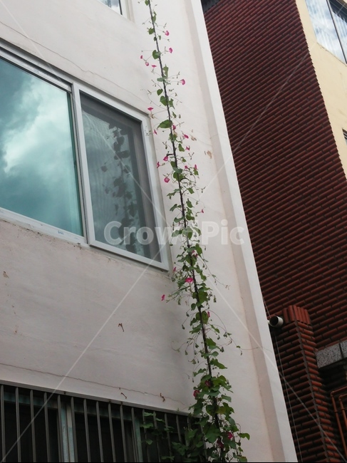 꽃,벽,담쟁이,담벼락,건물,건축물,건물외관,exterior,building,structure,architecture,construction