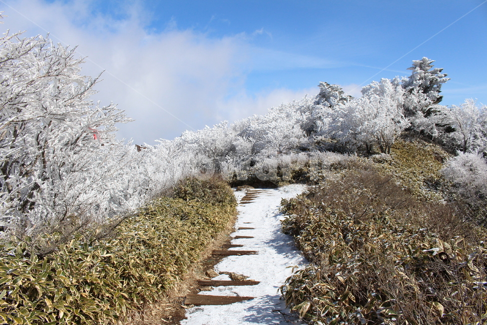 눈꽃,제주,한라산,눈,나무,겨울,계절,snow,하늘,구름,파랑,겨울,계절,winter,season