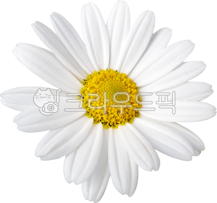 argyranthemumfrutescens,margueritedaisy,marguerite,chamomile,flower,thirsty margaret,petal,White,Chrysanthemum,white,chrysanthemum,parisdaisy,daisy