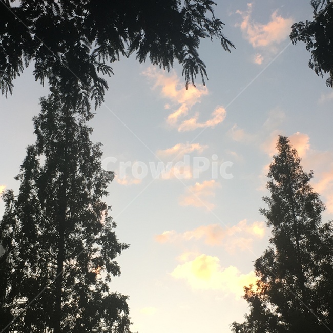 노을,sunset,가로수,하늘,streettrees,sky