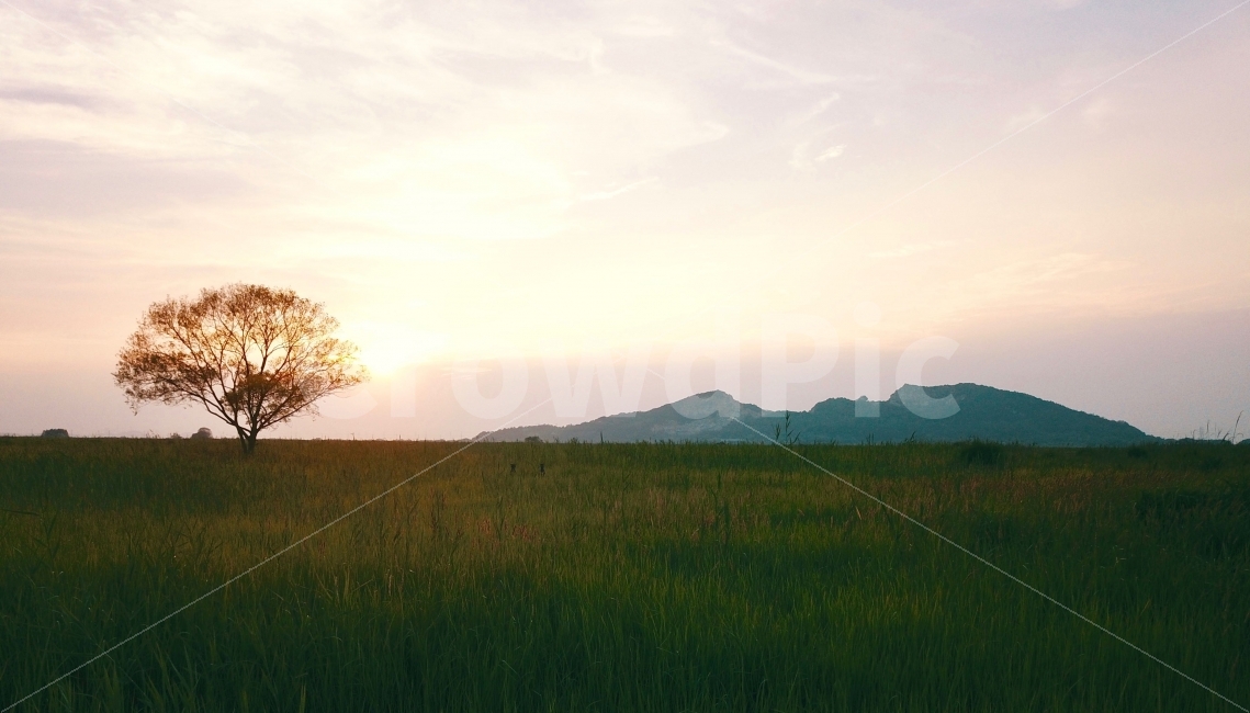 초원,왕따나무,일몰,들판,선셋,수섬,드론,자연,풍경,nature,landscape,outdoors,옥외,field,들,grassland,목초지