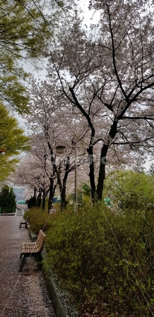 길,벚꽃,나무,plant,의자,봄,계절,spring,season,bench,벤치,furniture,가구,식물