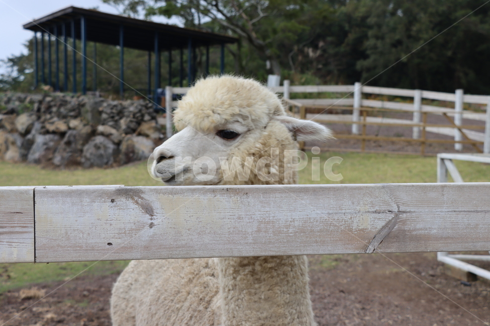 알파카,알파카목장,목장,양,양떼목장,동물,animal,sheep,alpaca,llama,라마,동물,animal,포유류,mammal
