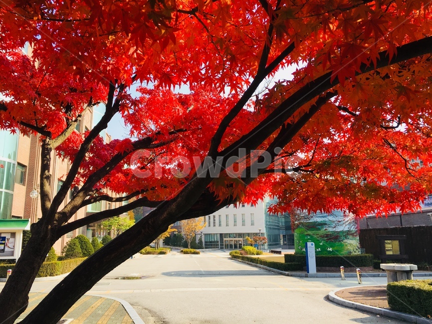 가을,단풍,단풍잎,maple,fall,잎,leaf,식물,plant,나무,tree,빨강,빨강색,red