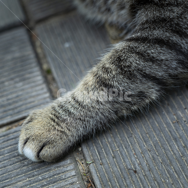고양이,풍경,길냥이,고냥이,야옹,동물,발,고양이발,동물,animal,포유류,mammal,고양이,cat,kitten,kitty