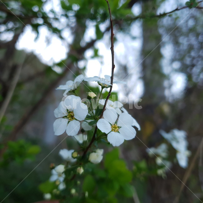 꽃,식물,하얀꽃,힌꽃,봄