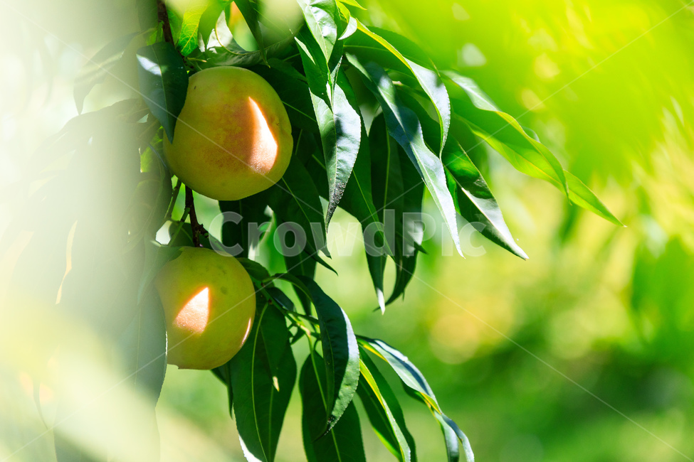 복숭아,과수원,식품,과일,수확,가을,익은,농업,식물,자연,plants,nature,과일,열매,fruit,산업,industry,industrial,농업,농사,agriculture,farming,farming industry
