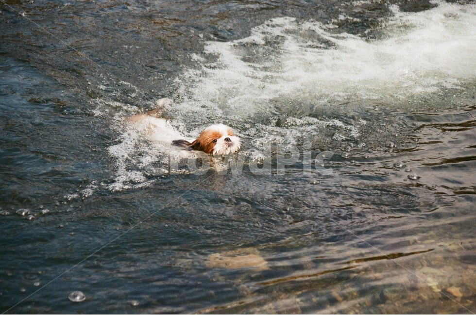 강아지,수영,개헤엄,계곡,필름,동물,animal,포유류,mammal,개,강아지,dog,doggy