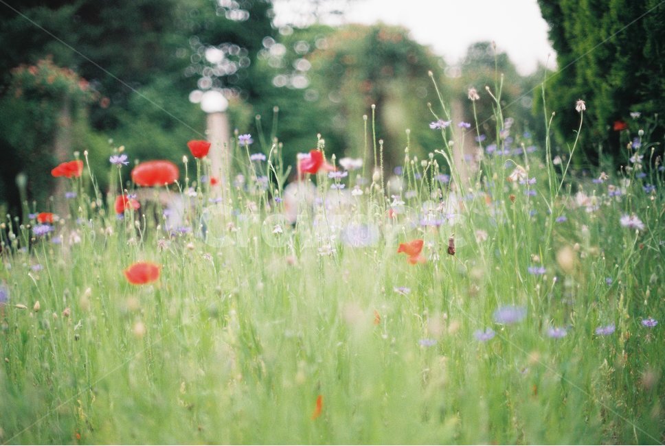 꽃,서울공원,감성,들꽃,감성사진,필름,필름사진,flower,leaf,film,wildflower