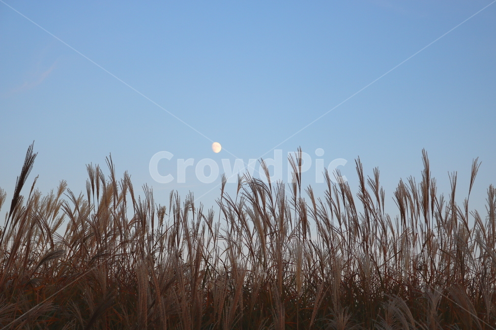 억새,자연,풍경,가을,들풀,하늘,달,가을,계절,fall,autumn,season,grass,잔디,plant,식물,nature