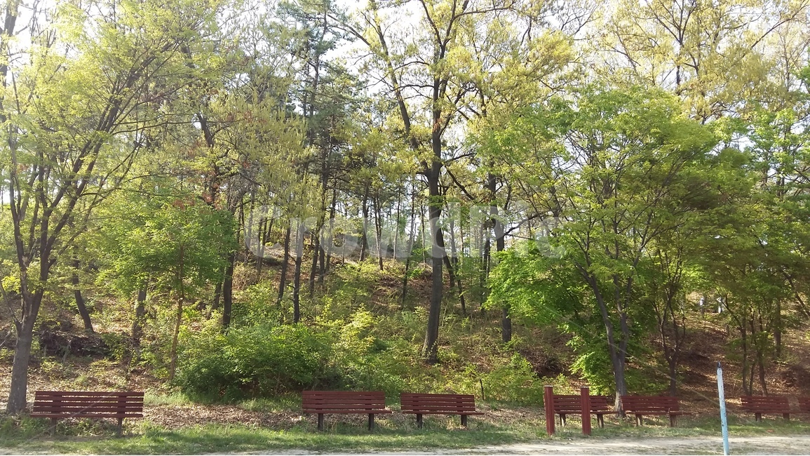 숲,나무,자연,풍경,tree,nature,scenery,forest,자연,풍경,nature,landscape