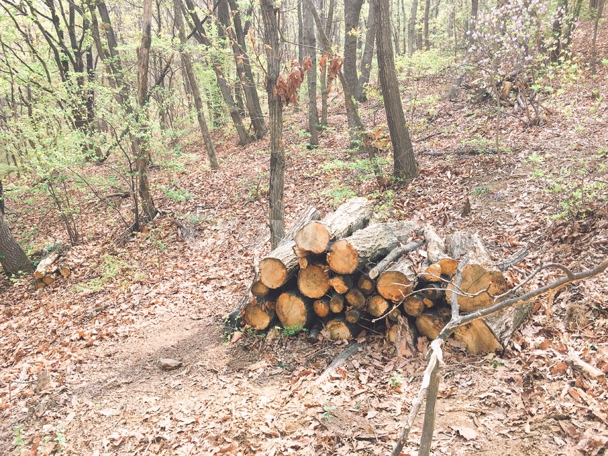 산,나무,나무토막,장작,통나무,풍경