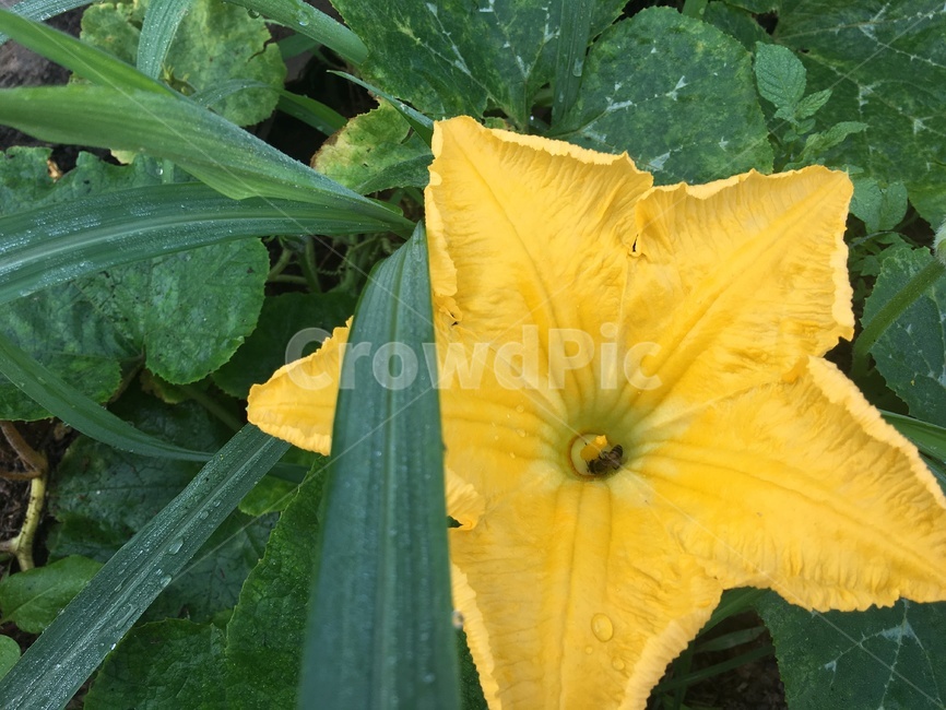 꽃,호박꽃,자연,식물,잎,벌레,노랑,벌,호박잎,잎사귀,leaf,pumpkinflower,flower,bee,stamen,수술,꽃술,nature,plant,야외