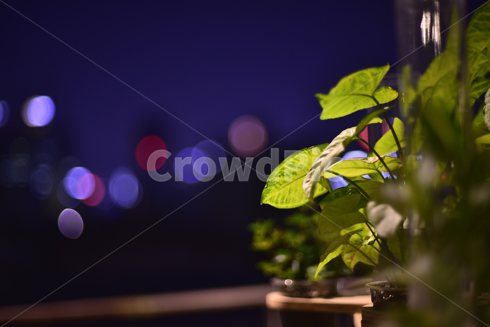 야경,화초,어둠,명암,plant,식물,화분,보케,빛망울,플레어,파랑색,야간풍경,연두색,녹색,빛,배경,바탕,백그라운드,식물,자연,plants,nature