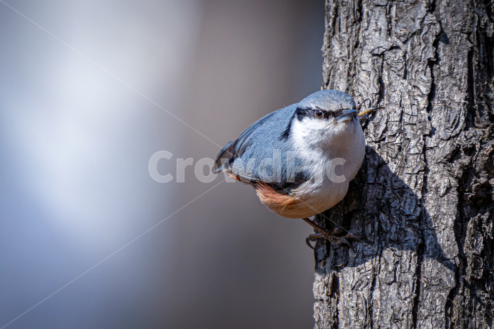 동고비,동고비과,자연,새,텃새,동물,animal,조류,새,birds