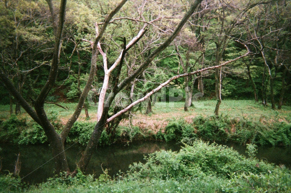 나무,강,풀,숲,tree,forest