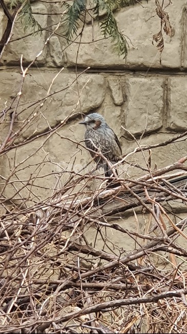 소식,animal,동물,새,직바구리,bird,동물,animal,조류,새,birds