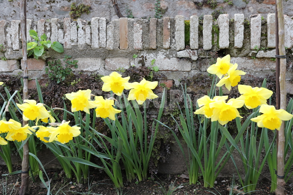 daffodil,수선화,flower,yellow,spring,봄,꽃,식물,자연,plants,nature,꽃,flower
