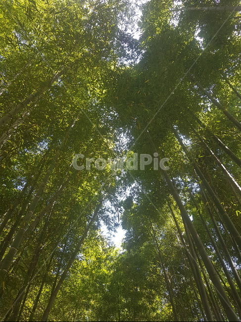 plant,식물,대나무,대나무숲,자연