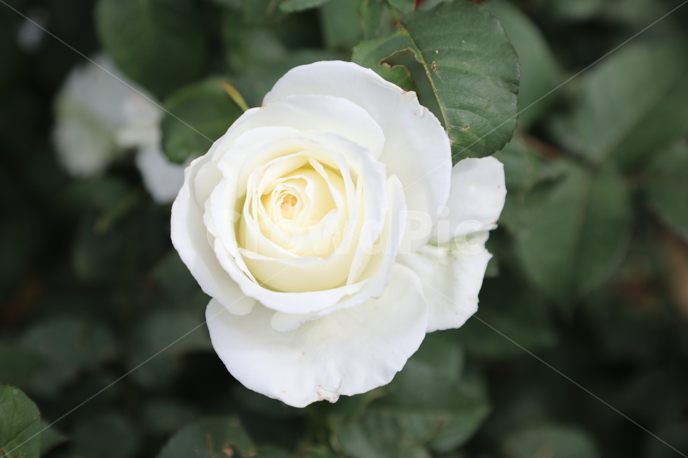 올림픽공원,장미정원,장미,꽃,여름,공원,정원,식물,자연,plants,nature,꽃,flower