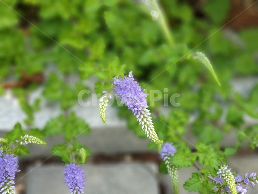 꽃,구와꼬리풀,화단,가는잎꼬리풀,dahurianspeedwell,보라색꽃