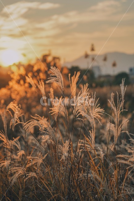 갈대,가을,노을,가을풍경,대전,갑천,grass,sunset,가을,계절,fall,autumn,season,식물,자연,plants,nature,잔디,plant