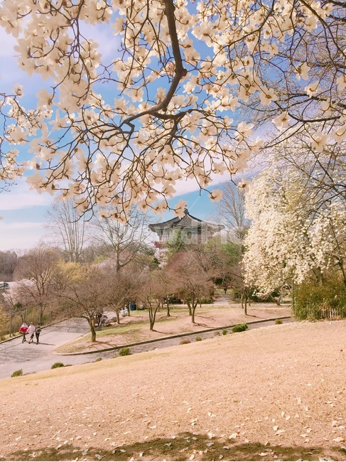 봄,하늘,spring,sky,파란하늘,bluesky,어린이대공원,children’spark,목련,magnolia,봄,계절,spring,season,plant,식물