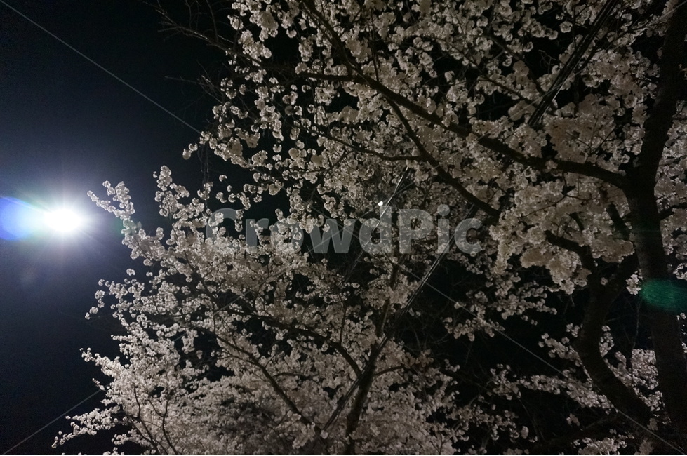 벚꽃,벚꽃나무,밤벚꽃,봄꽃,소양댐벚꽃,벚나무