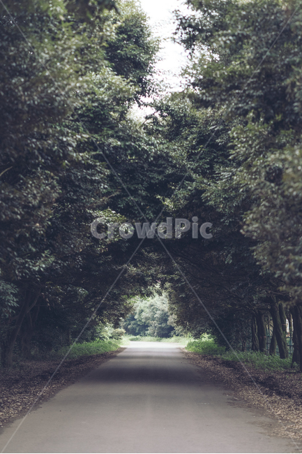 숲,숲길,제주,도로,비오는날,흐린날,자연,풍경,nature,landscape,road,asphalt,아스팔트