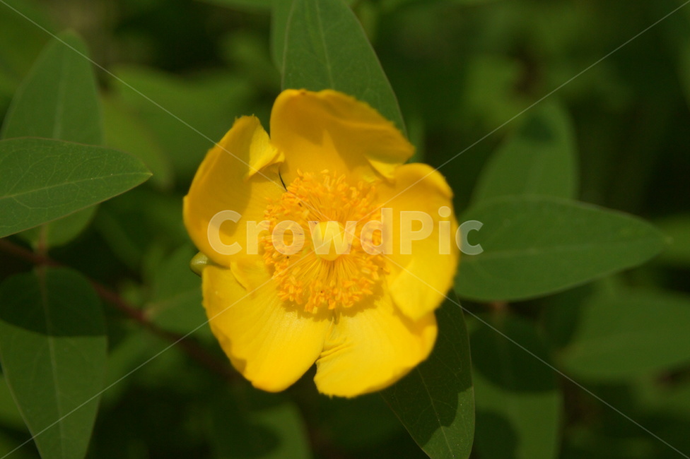 plant,식물,yellow,flower,blossom,식물,자연,plants,nature,꽃,flower